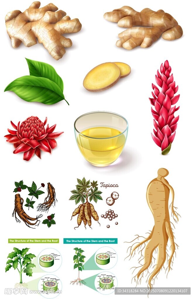 植物药材