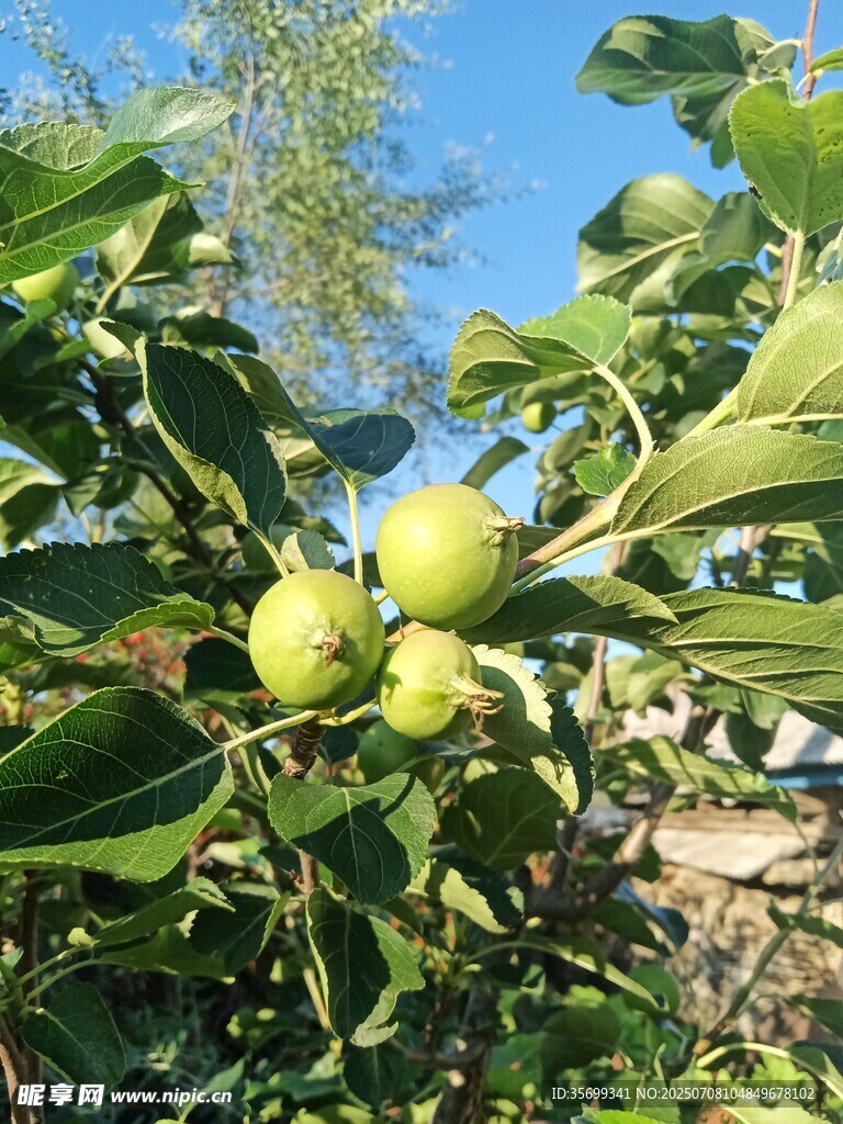 枝头青嫩青果