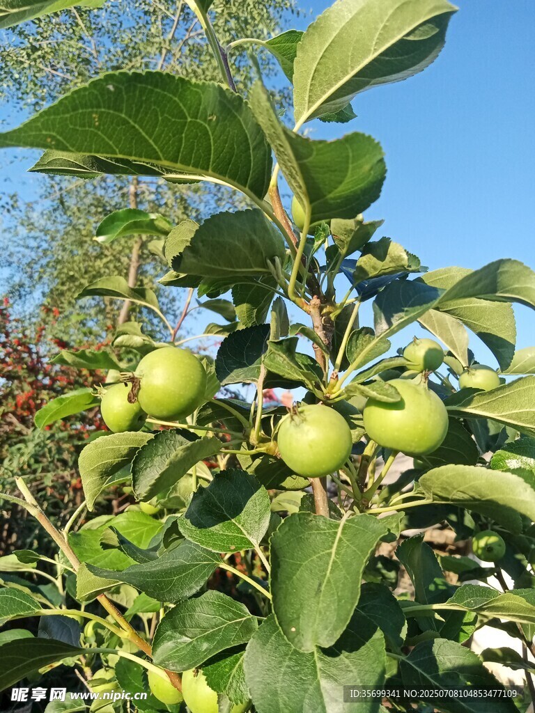枝头青苹果绿意盎然