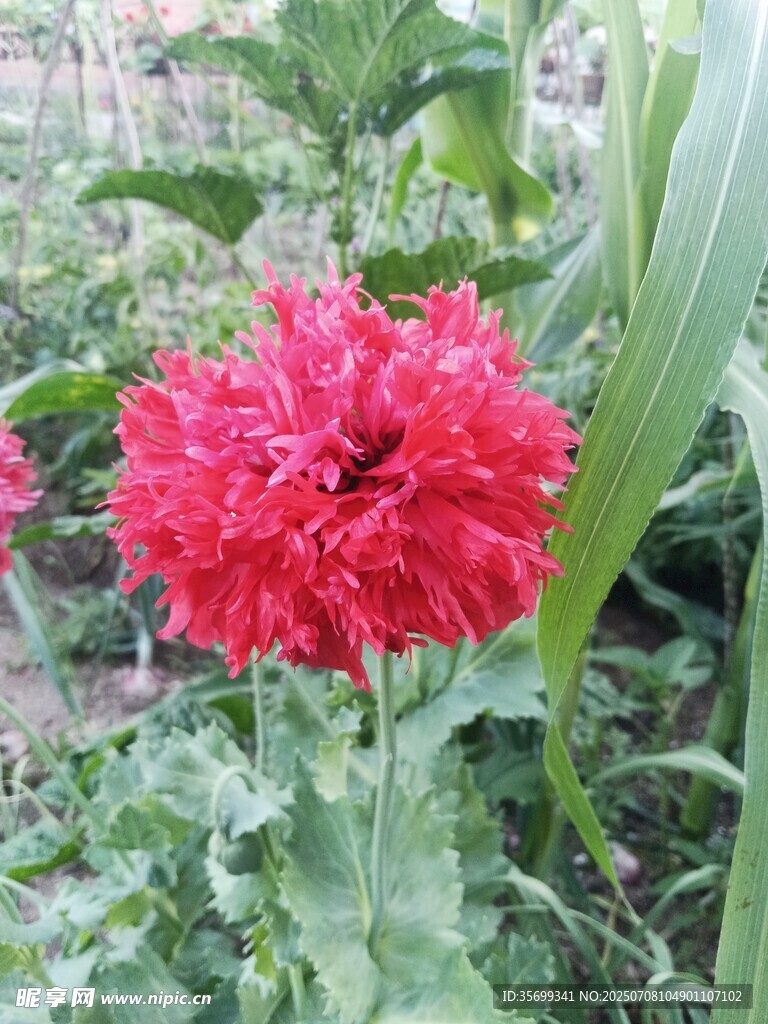 艳丽鸡冠花绽放