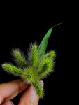 狗尾草