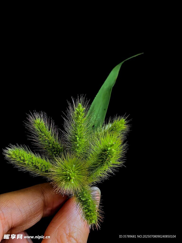 狗尾草