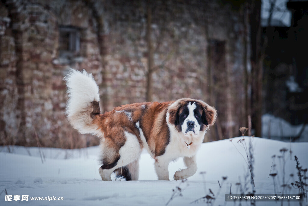 雪地中奔跑的圣伯纳犬