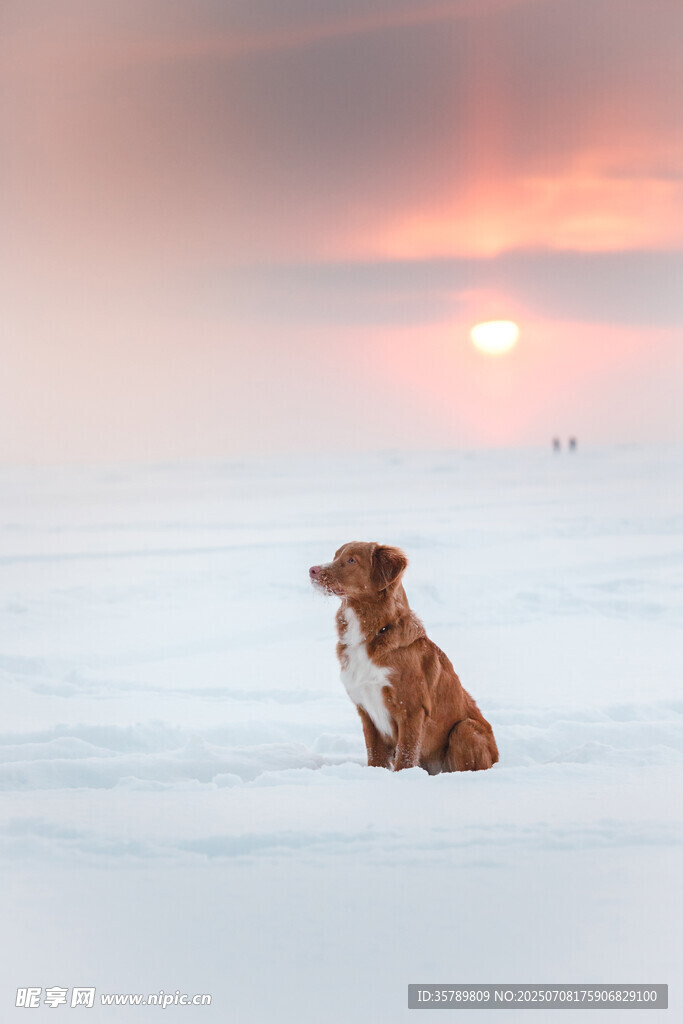 雪地孤犬望夕阳