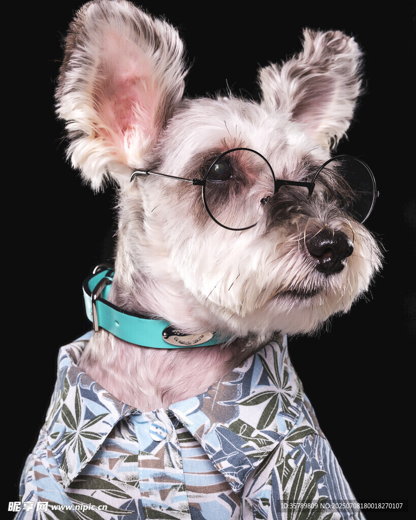 时尚穿搭的可爱雪纳瑞犬