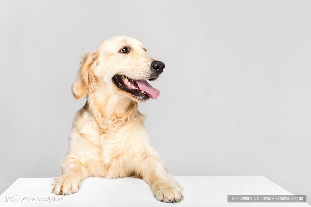 可爱金毛犬趴在白色平台上