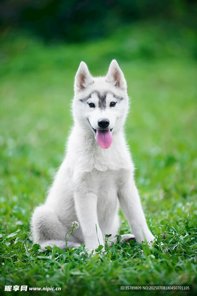 草地上的可爱哈士奇幼犬