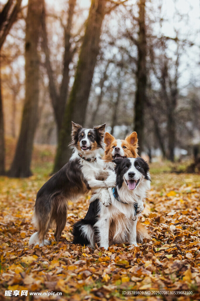秋日里的三只可爱柯基犬
