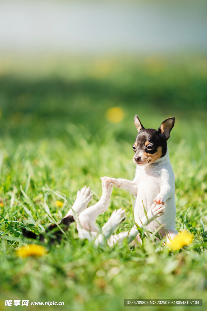 草地上玩耍的可爱小萌犬
