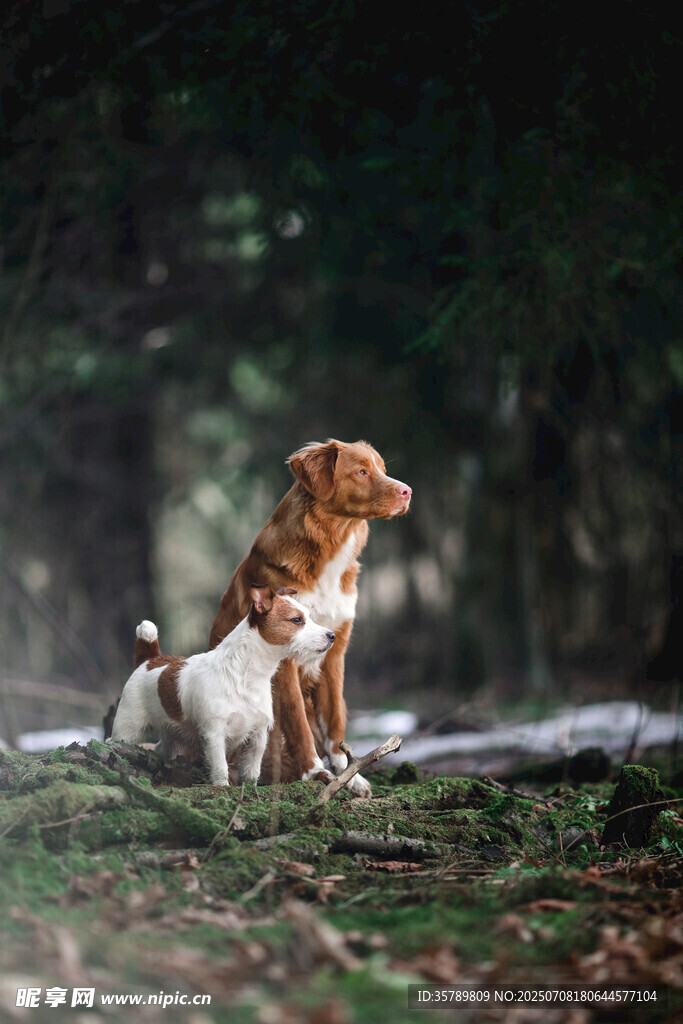 林间两犬相伴眺望