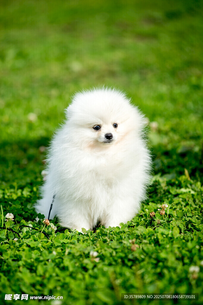 草地上的白色博美犬