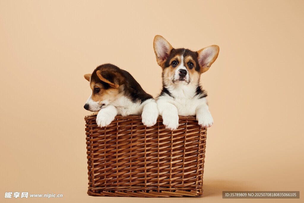 两只萌犬在编织篮中