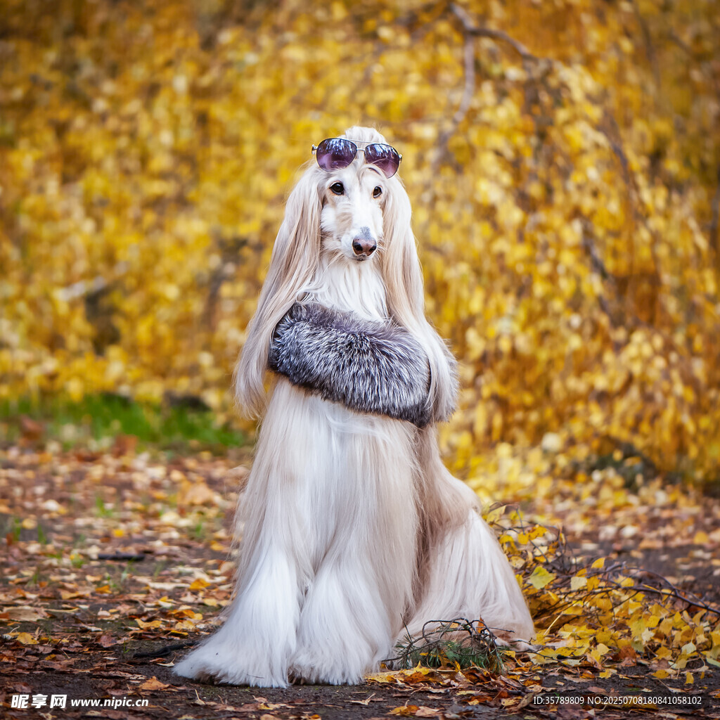 秋景中优雅的长毛猎犬