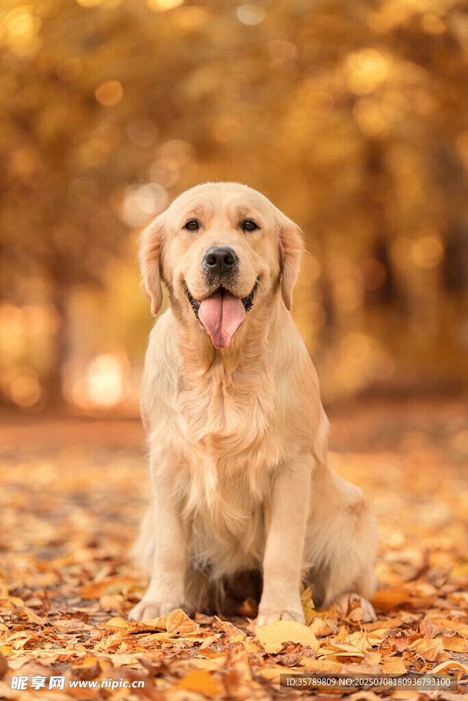 秋日里的可爱金毛犬