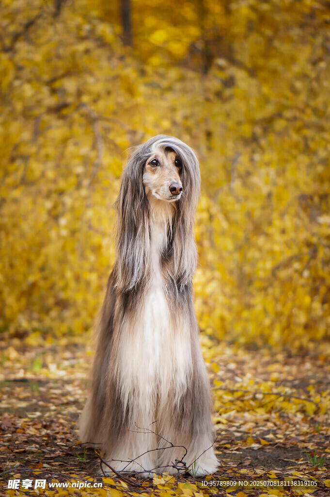 阿富汗猎犬秋日优雅身姿