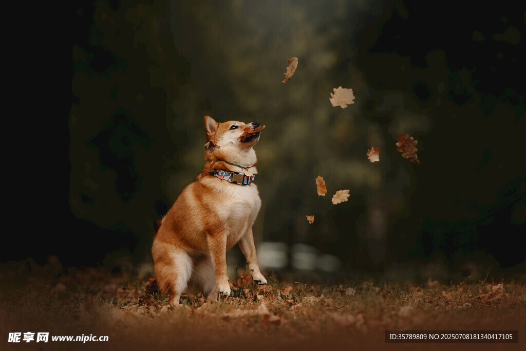 狗狗仰头接落叶瞬间