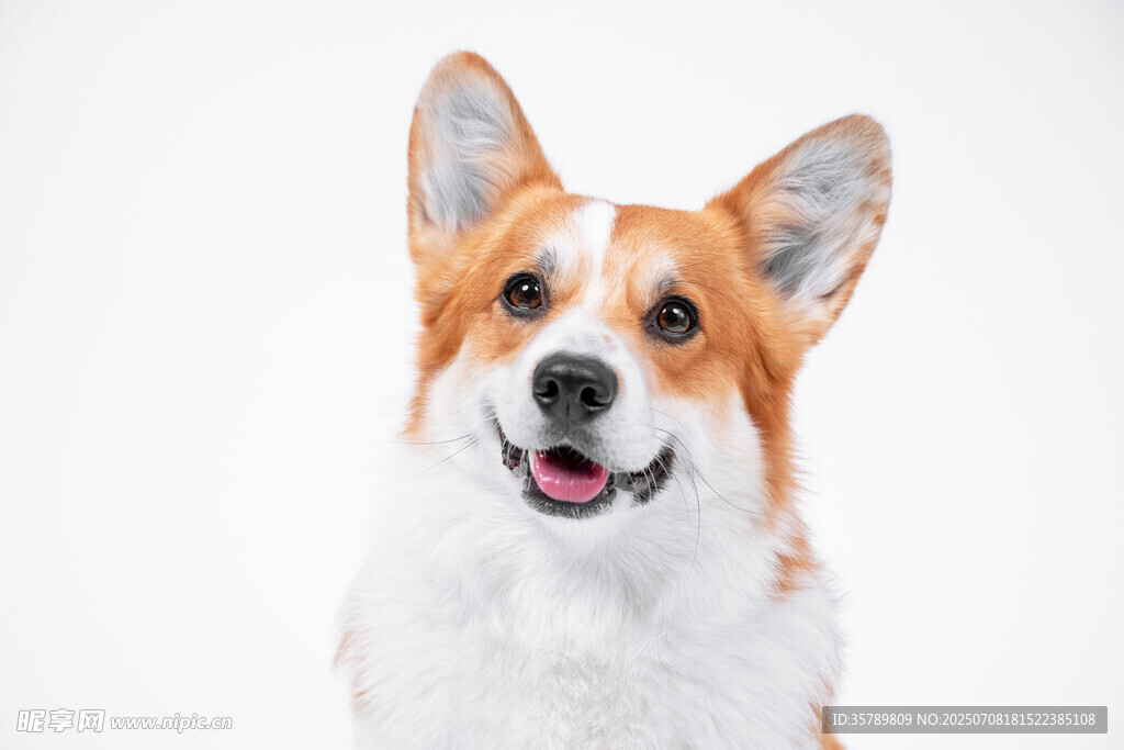 可爱柯基犬正面萌态展示