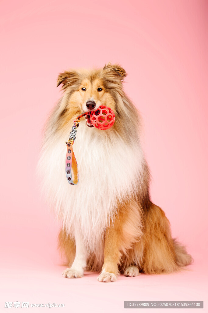 长毛犬叼彩色玩具