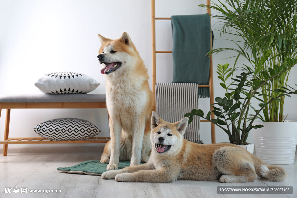 两只柴犬惬意居家时刻