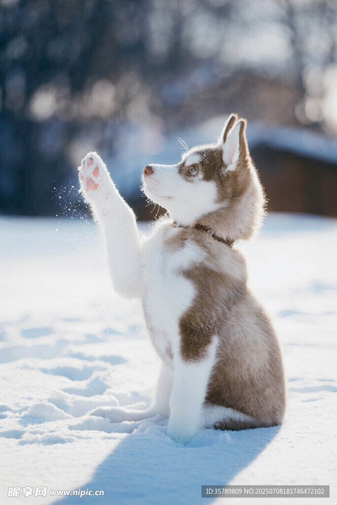 雪地中站立的可爱哈士奇