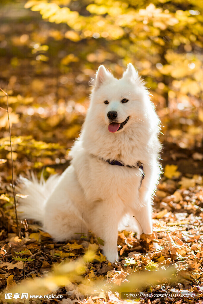 秋日里欢跳的萨摩耶犬