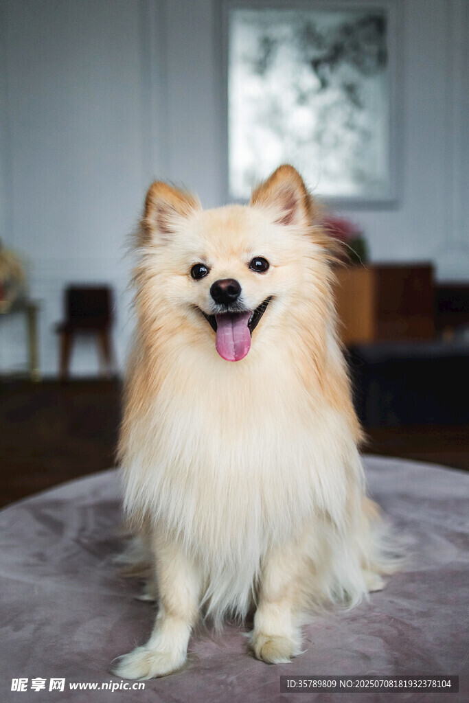 可爱博美犬端坐展示萌态