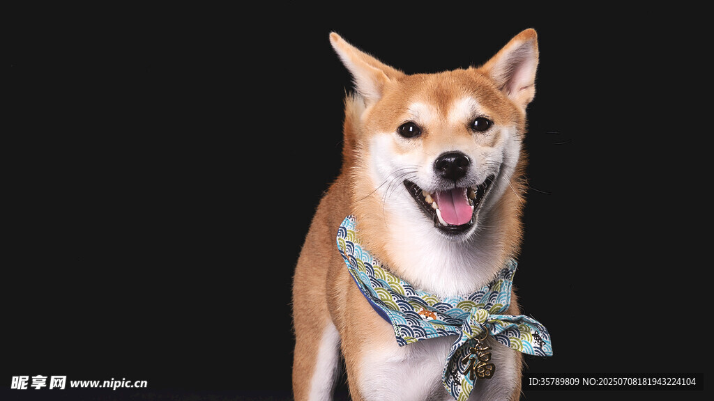 可爱柴犬戴围巾咧嘴笑