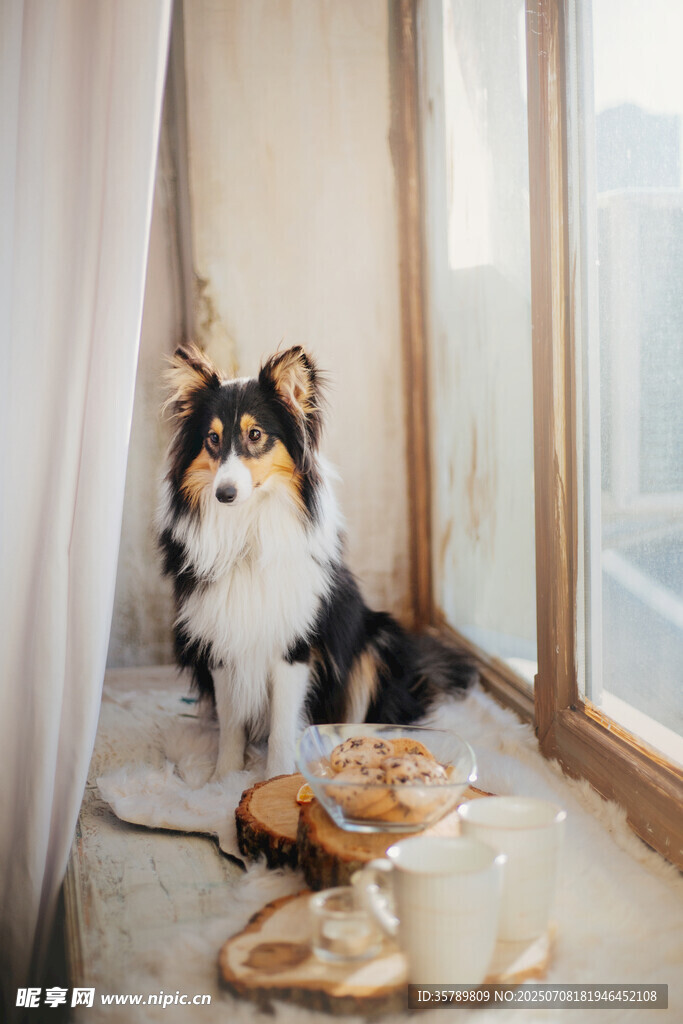 窗边喜乐蒂犬与玩具
