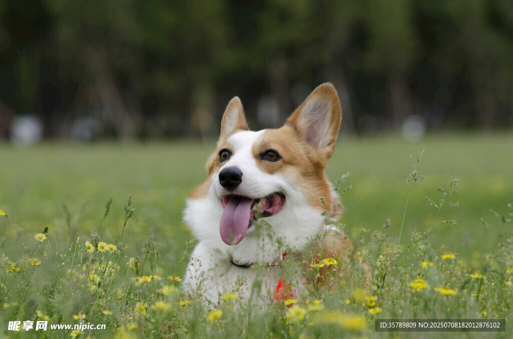 草地上的快乐柯基犬