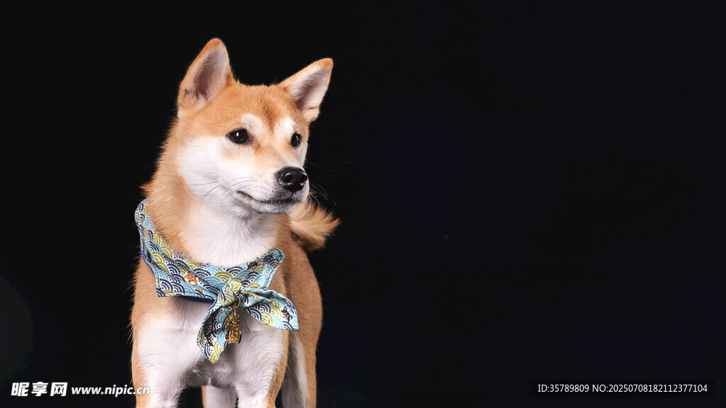 可爱柴犬佩戴别致围巾