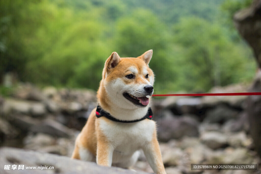 户外可爱柴犬被拴着