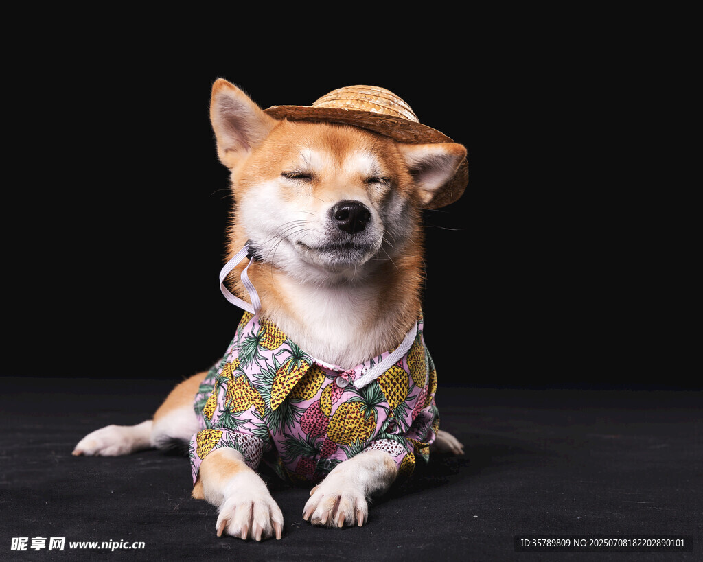 时尚装扮的可爱柴犬