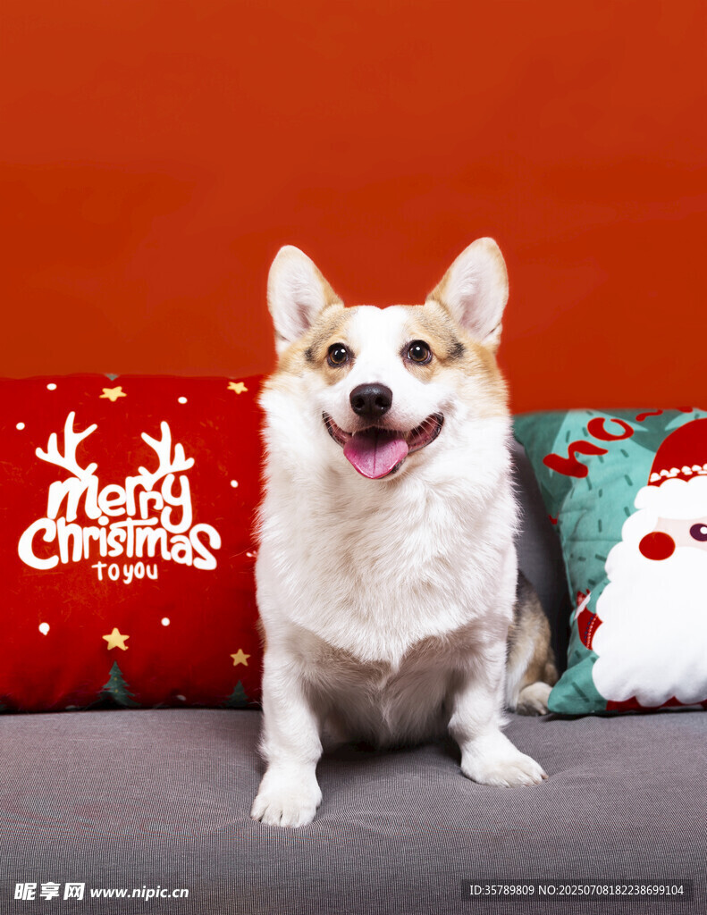 圣诞氛围中的可爱柯基犬