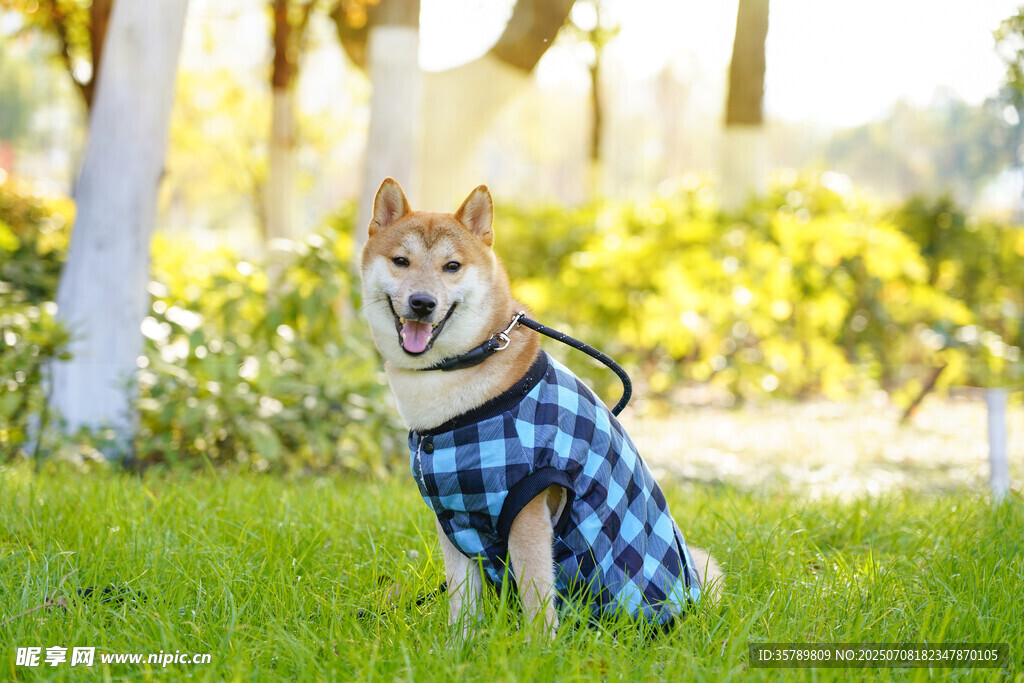 穿格子衣的柴犬坐于草地