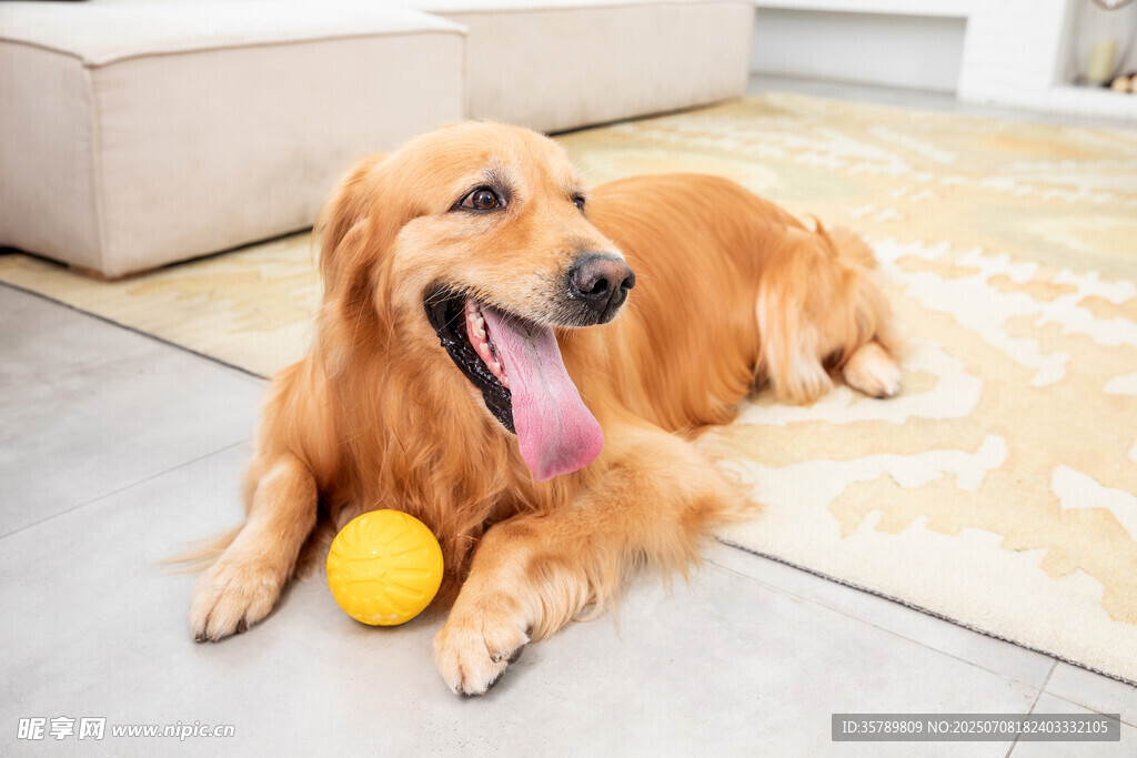 金毛犬玩球惬意瞬间
