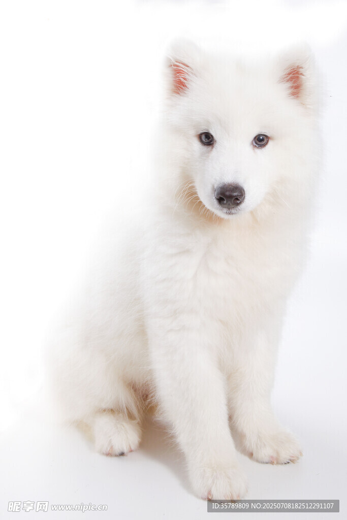 可爱萨摩耶幼犬