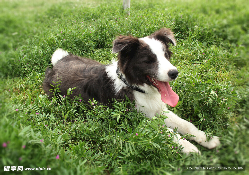 草地上惬意的边牧犬
