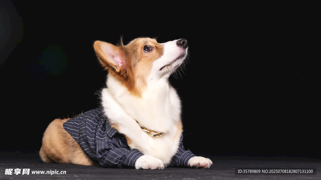 穿着毛衣的可爱柯基犬
