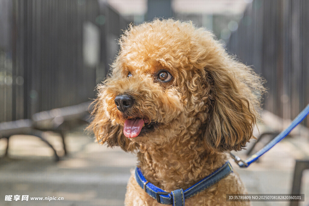 可爱棕色泰迪犬户外照