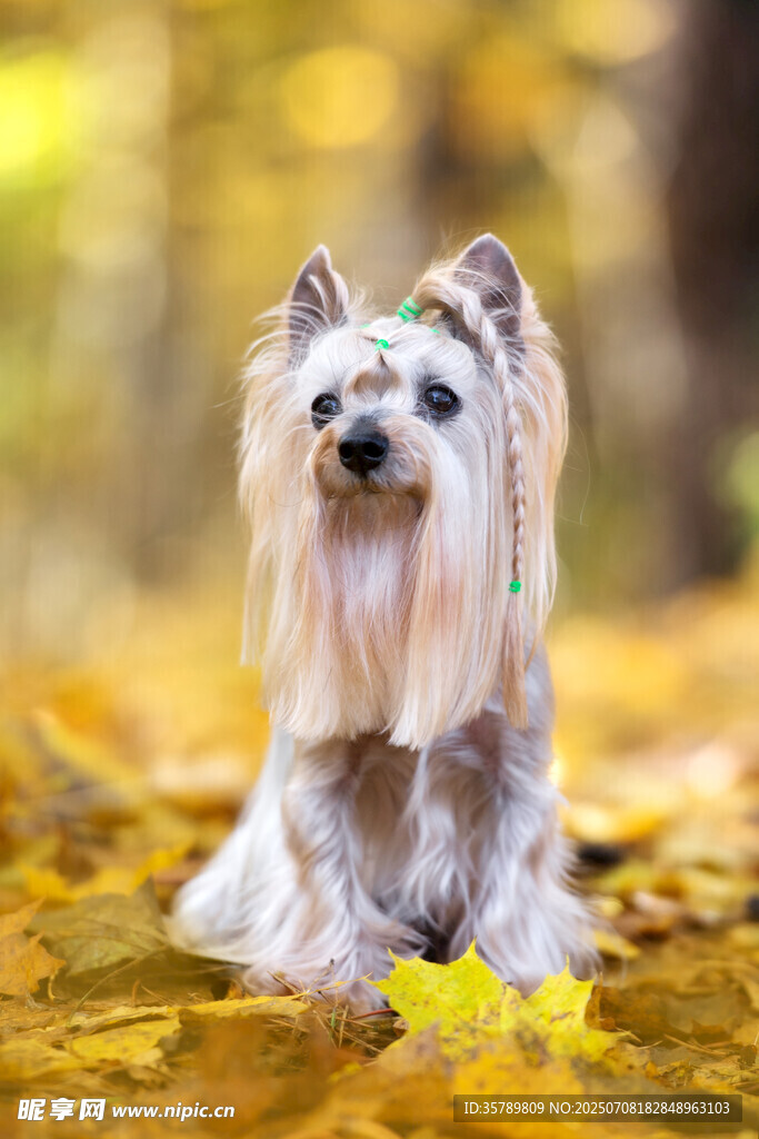秋景中可爱的约克夏犬