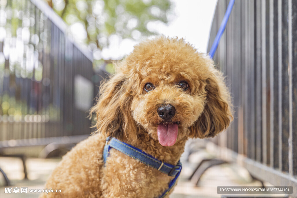 可爱棕色泰迪犬张嘴露舌
