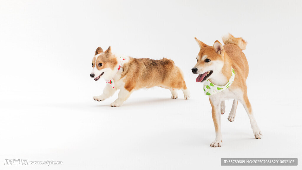 两只活泼的柯基犬