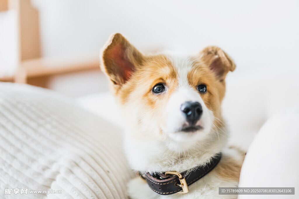 可爱柯基犬惬意躺沙发