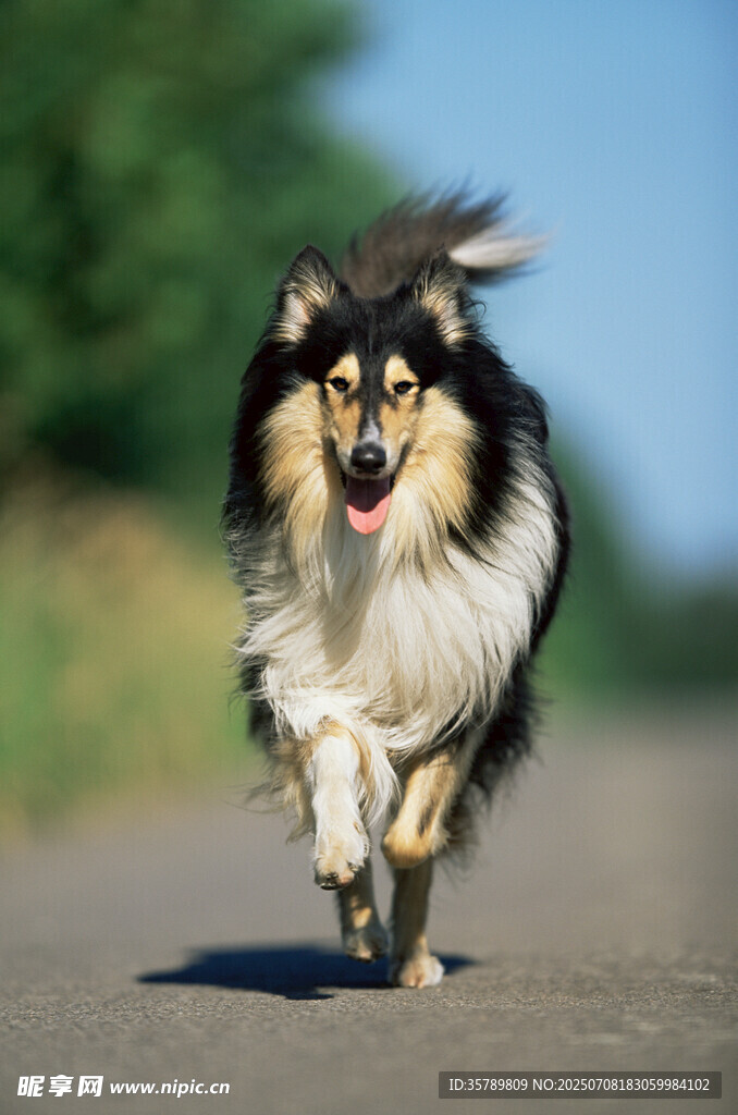 奔跑的喜乐蒂牧羊犬