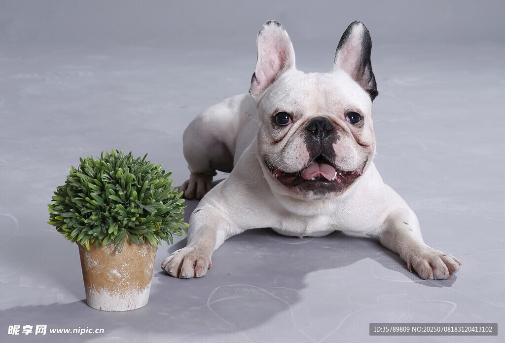 法斗犬与绿植的温馨画面