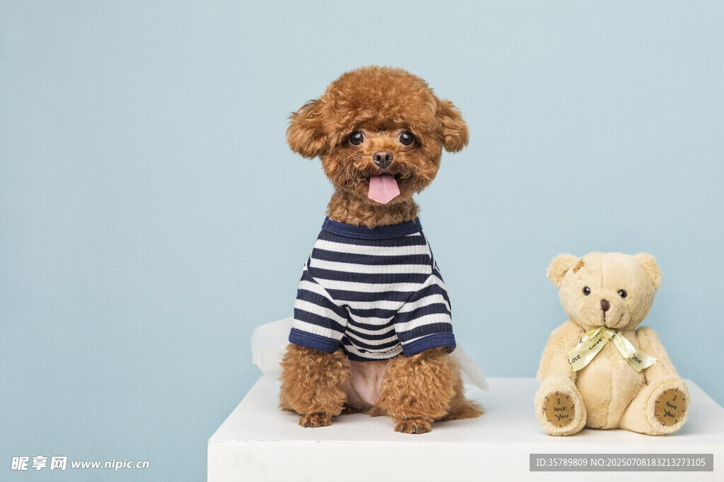 穿条纹衣的萌宠泰迪犬