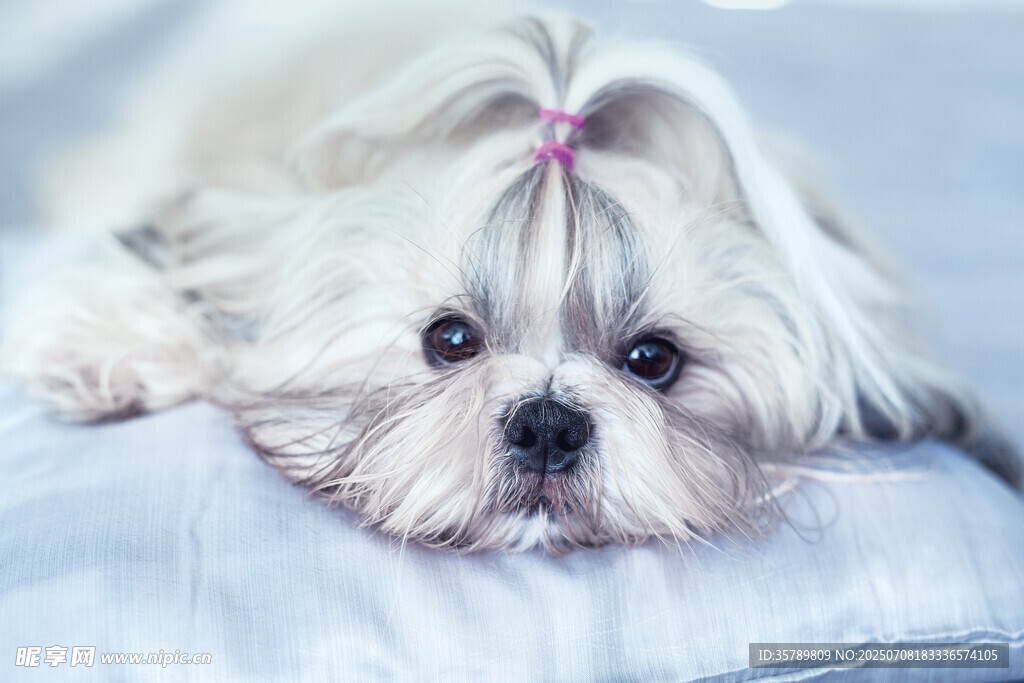 可爱西施犬趴在柔软垫子上