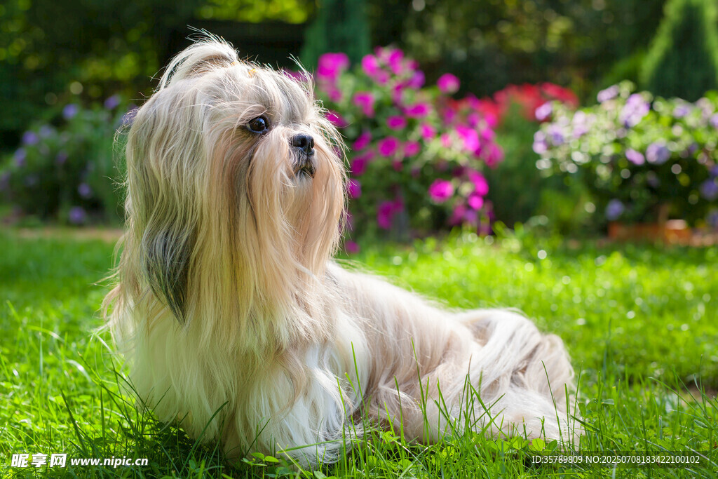 草地上的长毛犬
