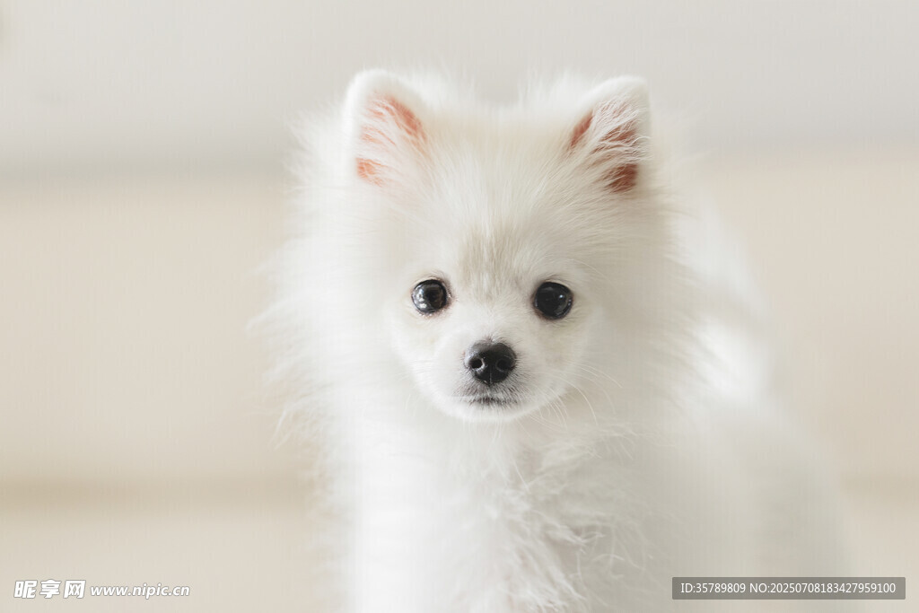 可爱白色博美犬