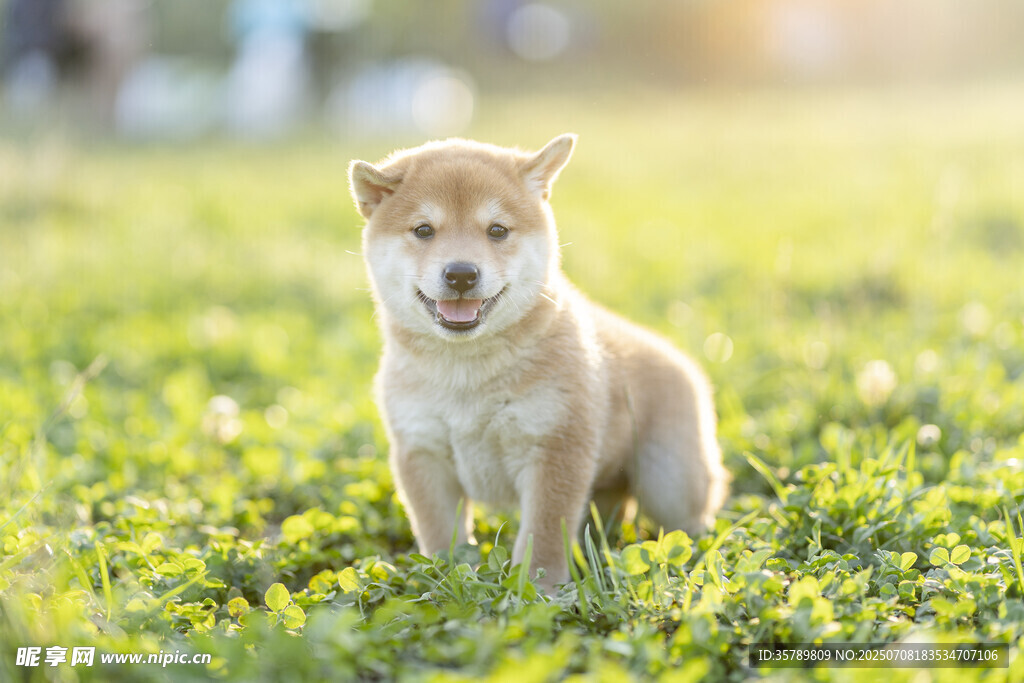 草地上的可爱柴犬